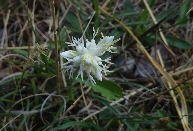 Carex baldensis - Cyperaceae